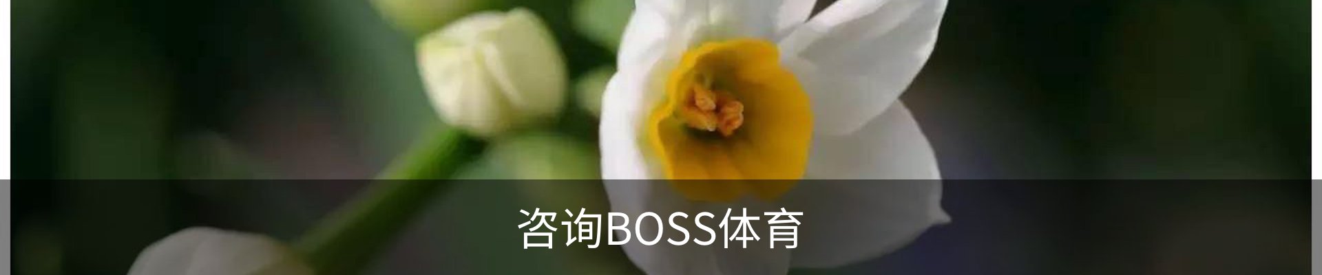 咨询BOSS体育